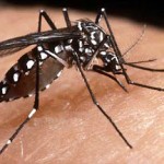 imagenes-mosquito-dengue